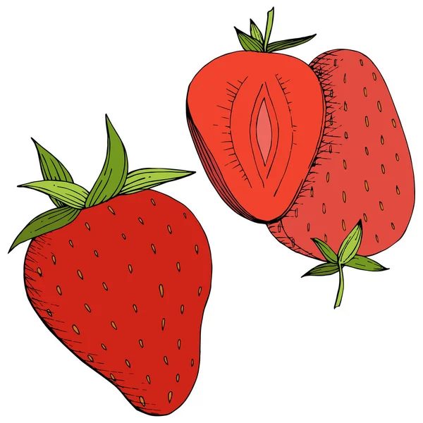 Vector Fraise Alimentation Saine Encre Gravée Rouge Verte Fruits Frais — Image vectorielle