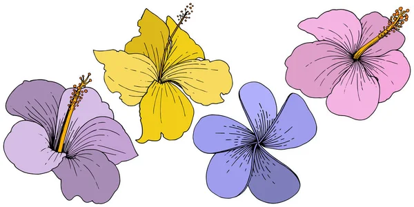 Vector Hibiscus Flores Tropicais Florais Folha Selvagem Primavera Wildflower Isolado — Vetor de Stock