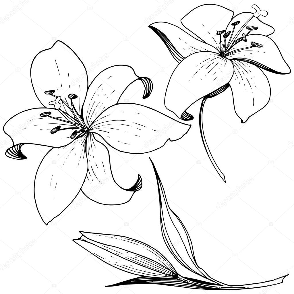 Vector Lily floral botanical flower. Wild spring leaf wildflower isolated. Black and white engraved ink art. Isolated lilies illustration element on white background.