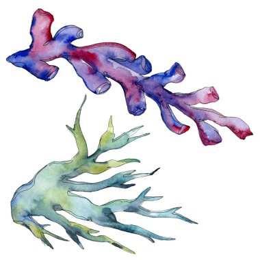 Renkli su sualtı doğa mercan kayalığı. Tropikal bitki deniz ve okyanus su hayat öğesi. Suluboya arka plan illüstrasyon küme. Suluboya çizim moda aquarelle izole.