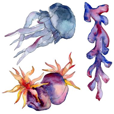 Denizanası ve su sualtı doğa mercan resif. Tropikal bitki deniz ve okyanus su hayat öğesi. Suluboya arka plan illüstrasyon küme. Suluboya çizim moda aquarelle izole.