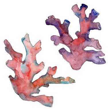Kırmızı ve sarı su doğa mercan kayalığı. Tropikal bitki deniz ve okyanus su hayat öğesi. Suluboya arka plan ayarlamak. Suluboya çizim moda aquarelle. Mercan illüstrasyon izole öğesi.