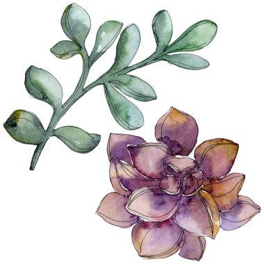 Orman botanik etli çiçek. Vahşi bahar yaprak izole. Suluboya arka plan illüstrasyon küme. Suluboya çizim moda aquarelle izole. İzole lezzetli illüstrasyon öğesi.