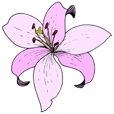 Vektör pembe Lily botanik çiçek. Vahşi bahar yaprak izole kır çiçeği. Oyulmuş mürekkep sanat. İzole lilyum beyaz arka plan illüstrasyon öğesinde.