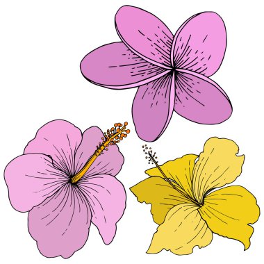 Vektör Hibiscus çiçek tropik çiçekler. Vahşi bahar yaprak izole kır çiçeği. Oyulmuş mürekkep sanat. İzole hibiscus illüstrasyon öğe beyaz arka plan üzerinde.