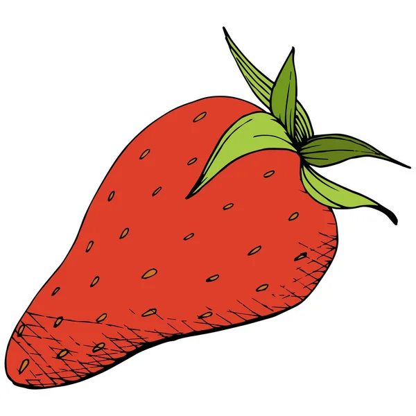 Vector Fraise Alimentation Saine Encre Gravée Rouge Verte Fruits Frais — Image vectorielle