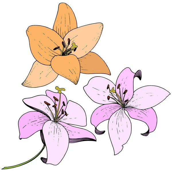 Pembe Turuncu Lily Botanik Çiçek Vektör Vahşi Bahar Yaprak Izole — Stok Vektör