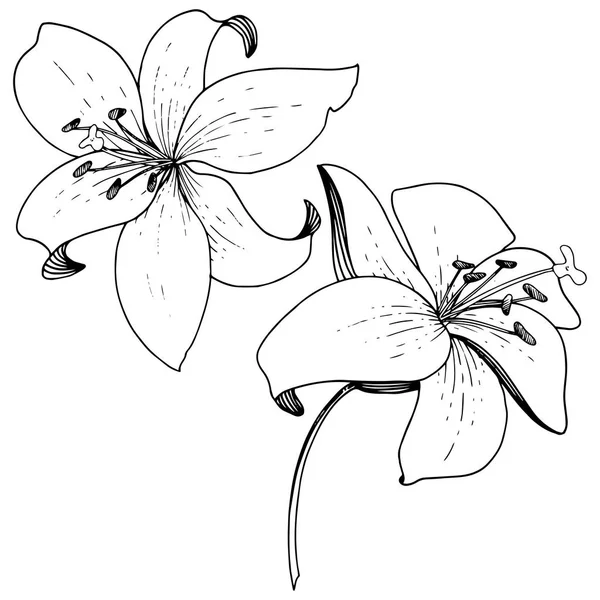 Vector Lily Fleur Botanique Florale Feuille Sauvage Printemps Fleur Sauvage — Image vectorielle