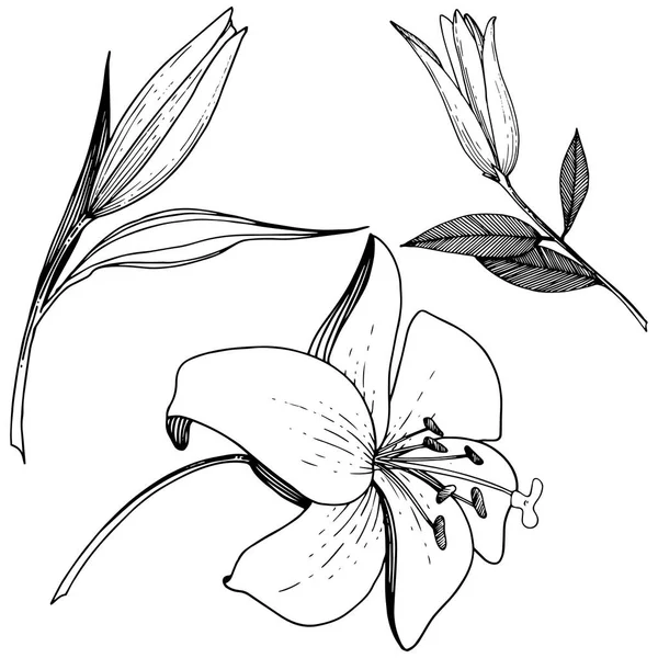 Vector Lily Floral Botanische Bloem Wild Voorjaar Blad Wildflower Geïsoleerd — Stockvector