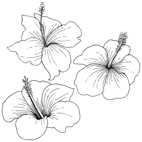 Вектор Гібіскус Квіткові Тропічні Квіти Дикий Весняний Лист Ізольований Чорно — стоковий вектор