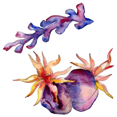 Renkli su sualtı doğa mercan kayalığı. İzole tropikal bitki deniz. Suluboya arka plan illüstrasyon seti.