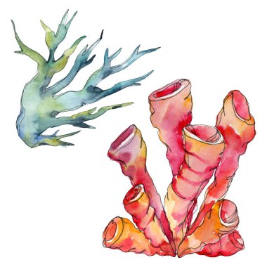 Renkli su sualtı doğa mercan kayalığı. İzole tropikal bitki deniz. Suluboya arka plan illüstrasyon seti.