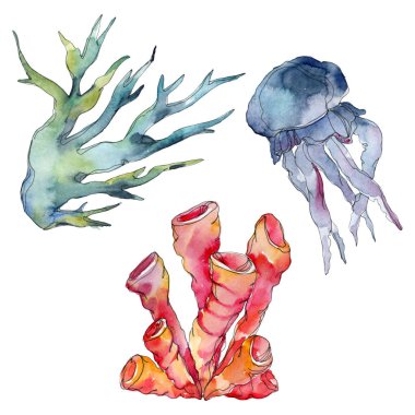 Denizanası ve su sualtı doğa mercan resif. İzole tropikal bitki deniz. Suluboya arka plan illüstrasyon seti.