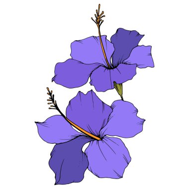 Vektör Hibiscus çiçek botanik çiçek. Oyulmuş mürekkep sanat. İzole hibiscus illüstrasyon öğe beyaz arka plan üzerinde.