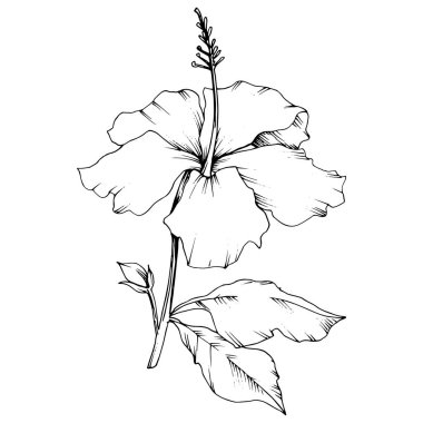 Vektör Hibiscus çiçek botanik çiçek. Siyah ve beyaz mürekkep sanat kazınmış. İzole hibiscus illüstrasyon öğesi.