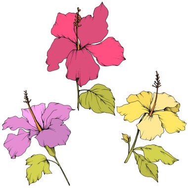Vektör Hibiscus çiçek botanik çiçek. Oyulmuş mürekkep sanat. İzole hibiscus illüstrasyon öğe beyaz arka plan üzerinde.