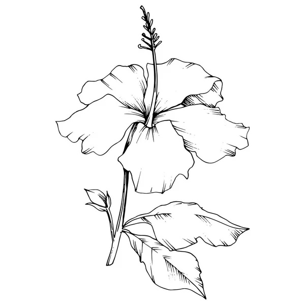 Vector Hibiscus flor botânica floral. Tinta gravada a preto e branco. Isolado elemento de ilustração hibisco . —  Vetores de Stock