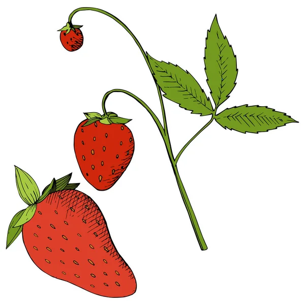 Vector Strawberry comida saludable. Tinta grabada roja y verde. Elemento de ilustración de bayas aisladas sobre fondo blanco . — Archivo Imágenes Vectoriales