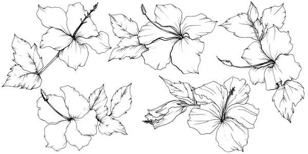 Vektor Hibiscus blommor botaniska blomma. Svart och vit graverade bläck konst. Isolerade hibiscus illustration element. — Stock vektor