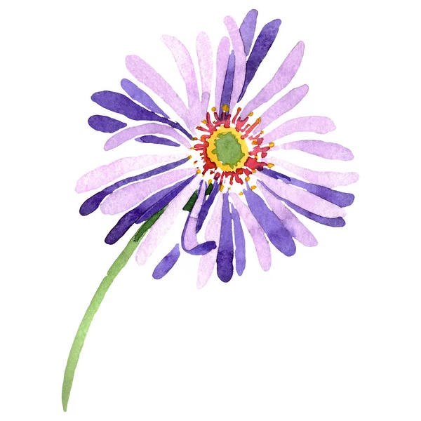 Μπλε βιολετί aster floral βοτανικό λουλούδι. Ακουαρέλα φόντο εικόνα σύνολο. Απομονωμένη aster εικονογράφηση στοιχείο. — Φωτογραφία Αρχείου