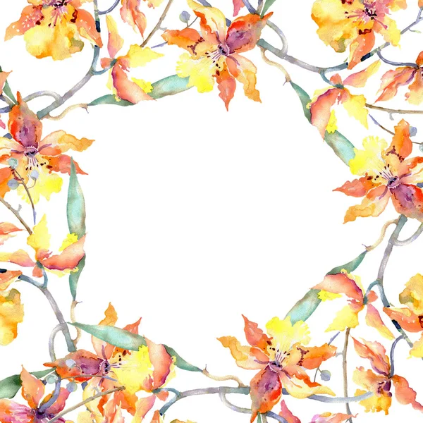 Ramo di orchidea gialla. Fiori botanici floreali. Acquerello sfondo illustrazione set. Quadrato ornamento bordo cornice . — Foto Stock