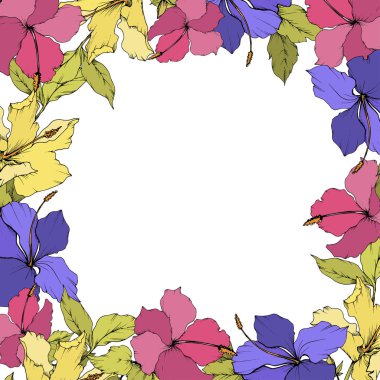 Vektör Hibiscus çiçek botanik çiçek. Egzotik tropik hawaiian yaz. Beyaz arka plan üzerinde oyulmuş mürekkep sanat. Çerçeve kenarlığı süsleme Meydanı.