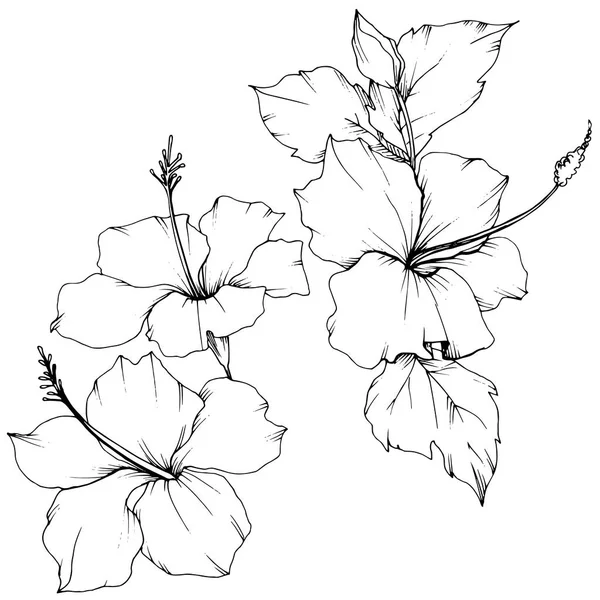 Vektorhibiskus Blühende Botanische Blume Exotischer Tropischer Hawaiianischer Sommer Schwarz Weiß — Stockvektor