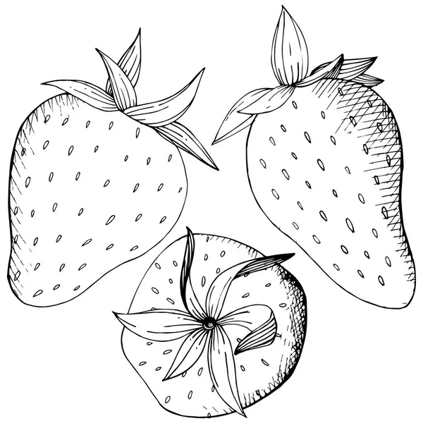 Vector Fraise Alimentation Saine Encre Gravée Noir Blanc Fruits Frais — Image vectorielle