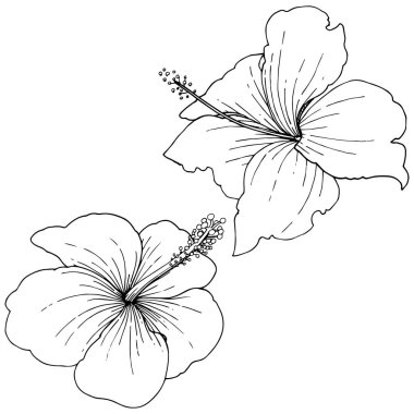 Vektör Hibiscus çiçek tropik çiçekler. Vahşi bahar yaprak izole kır çiçeği. Siyah ve beyaz mürekkep sanat kazınmış. İzole hibiscus illüstrasyon öğe beyaz arka plan üzerinde beyaz arka plan üzerinde.