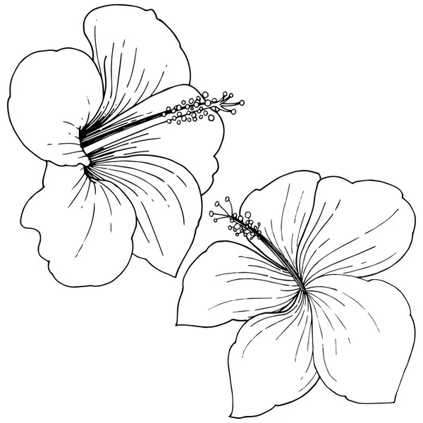 Vektör Hibiscus çiçek tropik çiçekler. Vahşi bahar yaprak izole kır çiçeği. Siyah ve beyaz mürekkep sanat kazınmış. İzole hibiscus illüstrasyon öğe beyaz arka plan üzerinde beyaz arka plan üzerinde.