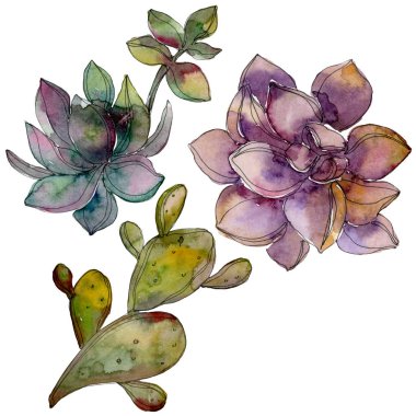 Orman botanik etli çiçek. Vahşi bahar yaprak izole. Suluboya arka plan illüstrasyon küme. Suluboya çizim moda aquarelle izole. İzole lezzetli illüstrasyon öğesi.