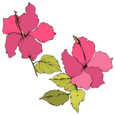 Vektör Hibiscus çiçek botanik çiçek. Egzotik tropik hawaiian yaz. Oyulmuş mürekkep sanat. İzole hibiscus illüstrasyon öğe beyaz arka plan üzerinde.