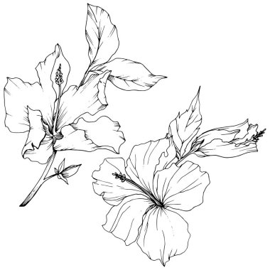 Vektör Hibiscus çiçek botanik çiçek. Egzotik tropik hawaiian yaz. Siyah ve beyaz mürekkep sanat kazınmış. İzole hibiscus illüstrasyon öğe beyaz arka plan üzerinde.