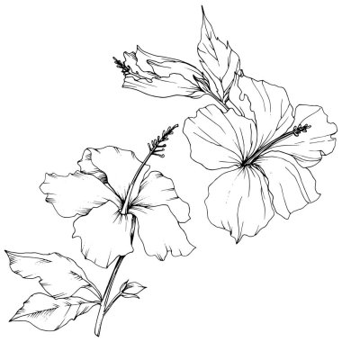 Vektör Hibiscus çiçek botanik çiçek. Egzotik tropik hawaiian yaz. Siyah ve beyaz mürekkep sanat kazınmış. İzole hibiscus illüstrasyon öğe beyaz arka plan üzerinde.