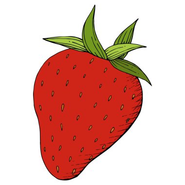 Çilek sağlıklı gıda vektör. Kırmızı ve yeşil mürekkep sanat kazınmış. Arka plan, doku, sarıcı desen veya menü için taze meyve. İzole berry illüstrasyon öğe beyaz arka plan üzerinde.