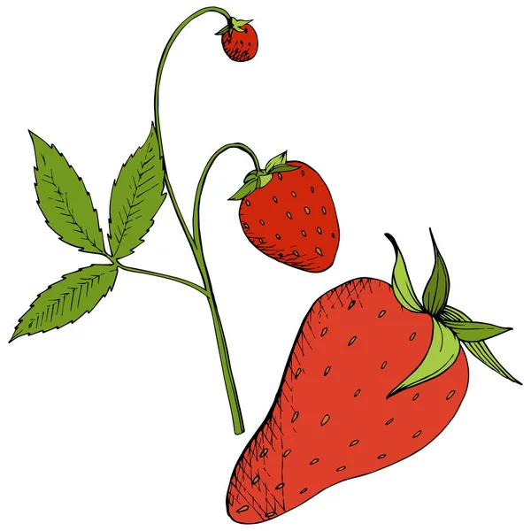 Vector Fraise Alimentation Saine Encre Gravée Rouge Verte Fruits Frais — Image vectorielle