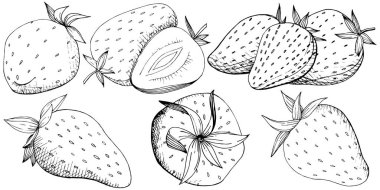 Çilek sağlıklı gıda vektör. Siyah ve beyaz mürekkep sanat kazınmış. Arka plan, doku, sarıcı desen veya menü için taze meyve. İzole berry illüstrasyon öğe beyaz arka plan üzerinde.