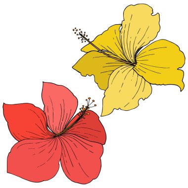 Vektör Hibiscus çiçek tropik çiçekler. Vahşi bahar yaprak izole kır çiçeği. Oyulmuş mürekkep sanat. İzole hibiscus illüstrasyon öğe beyaz arka plan üzerinde.