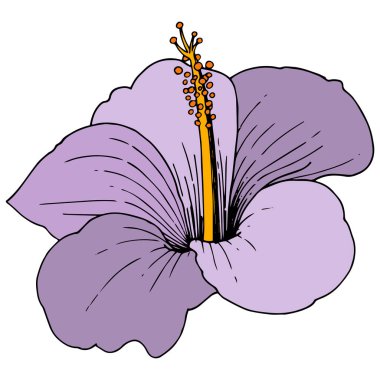 Vektör Hibiscus çiçek tropik çiçekler. Vahşi bahar yaprak izole kır çiçeği. Oyulmuş mürekkep sanat. İzole hibiscus illüstrasyon öğe beyaz arka plan üzerinde.