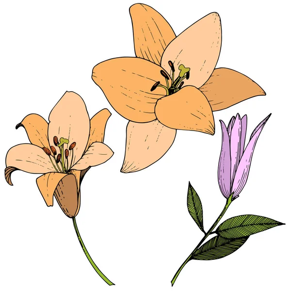 Vektorové Růžové Oranžové Lilie Květinové Botanické Květin Divoký Jarní Listové — Stockový vektor