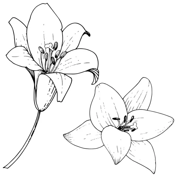 向量百合花植物学花 野生春叶野花分离 黑白雕刻水墨艺术 被隔绝的百合花例证元素在白色背景 — 图库矢量图片