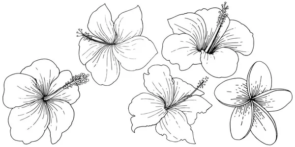 ハイビスカス花の熱帯花をベクトルします 野生春葉のワイルドフラワーが分離されました 黒と白には アートが刻まれています 白い背景に白い背景の上の隔離されたハイビスカスの図要素 — ストックベクタ