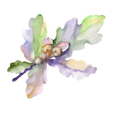 Meşe palamudu yeşil yaprakları ve fındık. Yaprak bitki botanik bahçe çiçek yaprakları. Suluboya arka plan illüstrasyon küme. Suluboya çizim moda aquarelle izole. İzole meşe illüstrasyon öğesi.