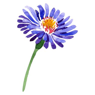 Mavi menekşe aster botanik çiçek. Vahşi bahar yaprak izole kır çiçeği. Suluboya arka plan illüstrasyon küme. Suluboya çizim moda aquarelle. İzole aster illüstrasyon öğesi.