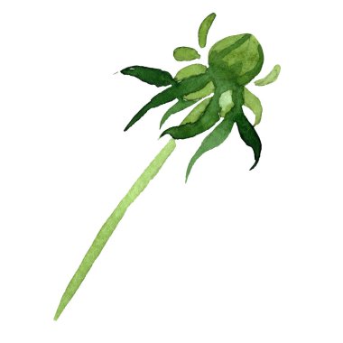 Aster yeşil bud botanik çiçek. Vahşi bahar yaprak izole kır çiçeği. Suluboya arka plan illüstrasyon küme. Suluboya çizim moda aquarelle. İzole aster illüstrasyon öğesi.
