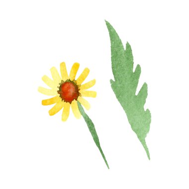 Sarı papatya botanik çiçek. Vahşi bahar yaprak izole kır çiçeği. Suluboya arka plan illüstrasyon küme. Suluboya çizim moda aquarelle. İzole daisybushes illüstrasyon öğesi.
