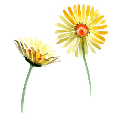 Sarı papatya botanik çiçek. Vahşi bahar yaprak izole kır çiçeği. Suluboya arka plan illüstrasyon küme. Suluboya çizim moda aquarelle. İzole daisybushes illüstrasyon öğesi.