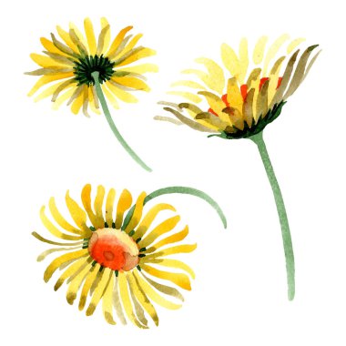 Sarı papatya botanik çiçek. Vahşi bahar yaprak izole kır çiçeği. Suluboya arka plan illüstrasyon küme. Suluboya çizim moda aquarelle. İzole daisybushes illüstrasyon öğesi.