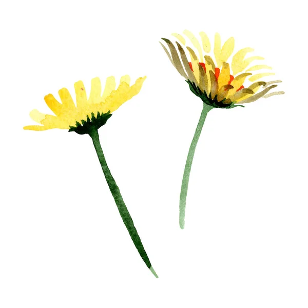 Fiore Botanico Giallo Margherita Floreale Fiore Selvatico Primaverile Isolato Acquerello — Foto Stock