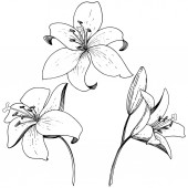 Vector Lily floral botanical flower. Wild spring leaf wildflower isolated. Black and white engraved ink art. Isolated lilies illustration element on white background.